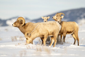 Big Horn Sheep (Ovis canadensis), Jackson Elk Refuge, Wyoming