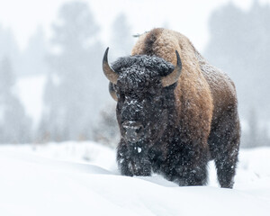 Bull Bison in a snowstorm, Lamar Valley, Yellowstone National Park