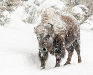 Female Bison in a snowstorm, Yellowstone National Park