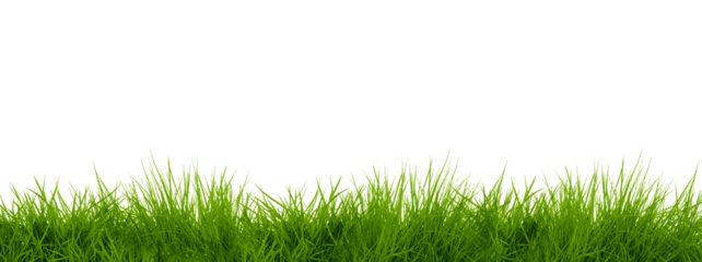 Spring Green Grass Border png Cut Out Illustration on Transparent Background with Copy Space