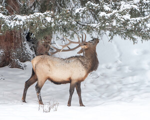 Naklejka na ściany i meble Rocky Mountain Bull Elk (Cervus canadensis nelsoni), Yellowstone National Park, Wyoming in winter