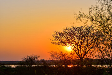 Fototapeta na wymiar silhouette tree with the sunset