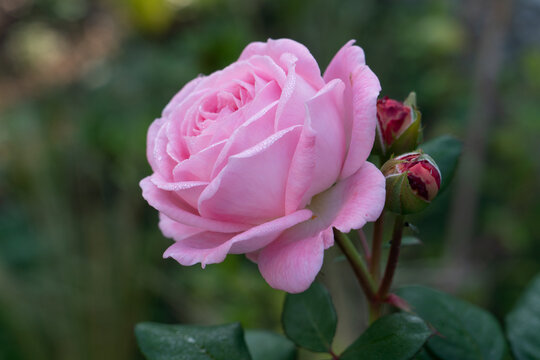 Rose Marie Henriette