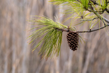 A large pinecone hanging from a branch full of long pine needles with a blurred background. 