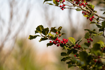 A holly bush branch shown up close with bright red berries attached. 
