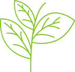 decorative leaves and plant line illustration