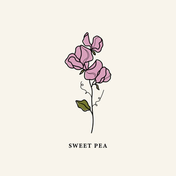 Line art sweet pea flower drawing