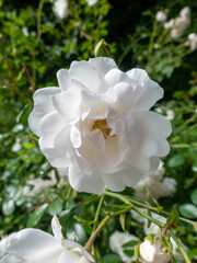 Obraz premium White wild rose