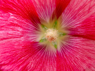 Obraz premium inner star of a fuchsia