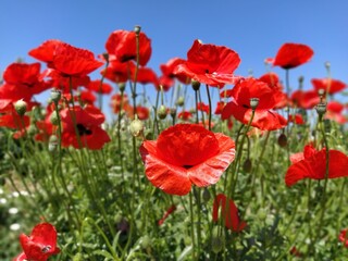 Fototapeta premium Blooming bright red poppies on the field. Wild beautiful flowers. Blue sky in the background. Tender flower petals glisten in the sun. Unraveling buds of poppies.