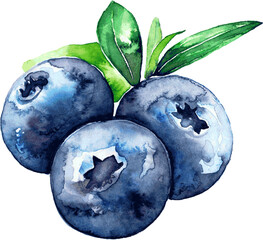 Blackberries and blueberries.  Vector. - 576076879