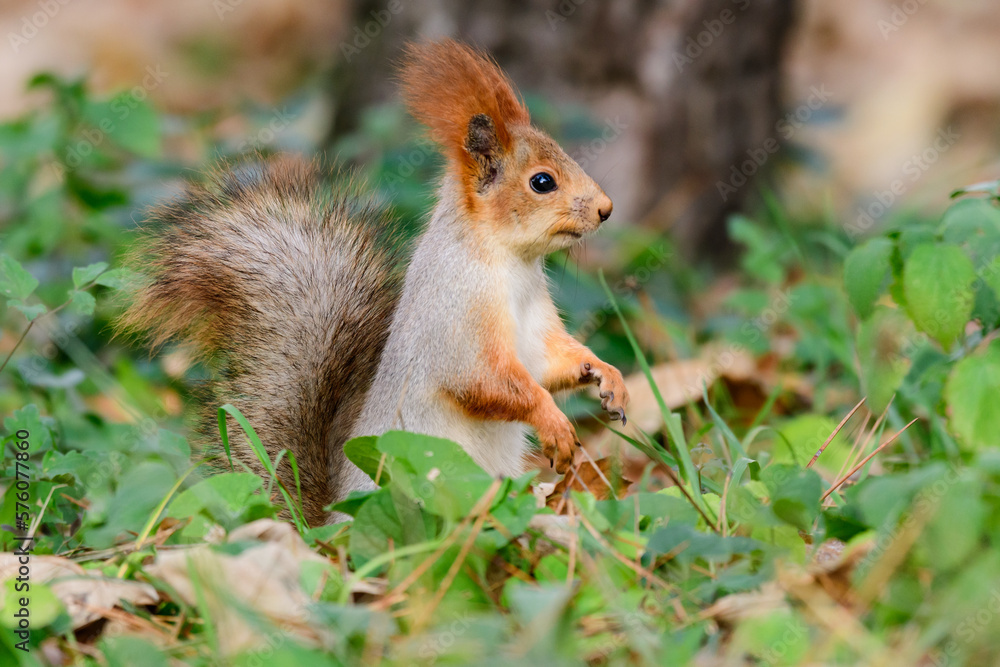 Wall mural Eurasian red squirrel Sciurus vulgaris closeup portrait