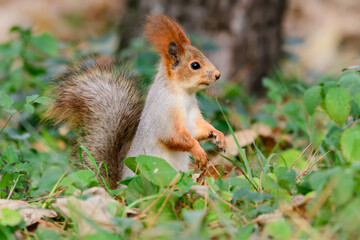 Naklejka na ściany i meble Eurasian red squirrel Sciurus vulgaris closeup portrait