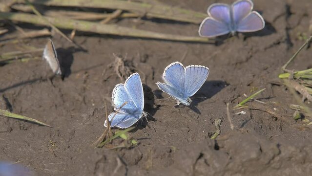 Group of blue argus butterflies (Lysandra coridon) taking mineral salts in the mud.