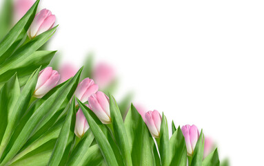 Pink tulip with green leaves against pink background. Happy Holidays, backdrop