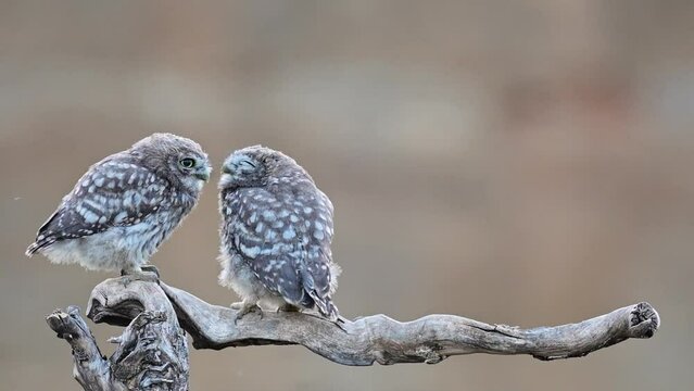 Beautiful little owl in the wild. Athene noctua. Birds bite each other, turn their heads.