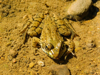 Camouflage Frog in the Water