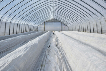 Greenhouse strawberry tunnel in winter covered with fleece for frost protection