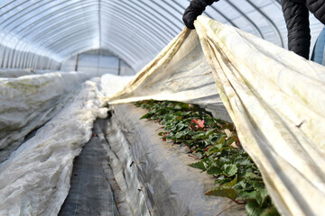 Covering strawberry plants in greenhouse with fleece for frost protection in winter