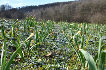 Field of garlic crops with frozen ground