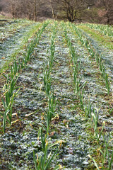 rows of garlic plants in a field in spring 