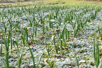 Field of garlic crops in spring