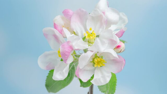 4K Time Lapse of blooming Apple flowers on blue sky background. Spring timelapse of opening beautiful flowers on branches Apple tree.