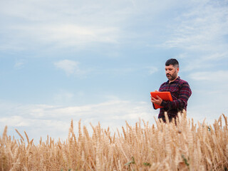 Caucasian farmer in a large wheat field examining the crop and writing down data under the blue...