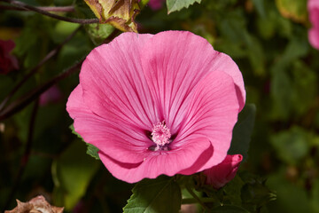 Lavatera (lat. Lavatera) blooms on the lawn in the garden. The last flowers of lavatera before the...