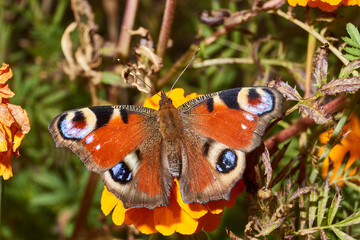The butterfly Peacock eye (lat. Aglais io) collects nectar from flowers.