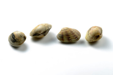 Raw clams on white background