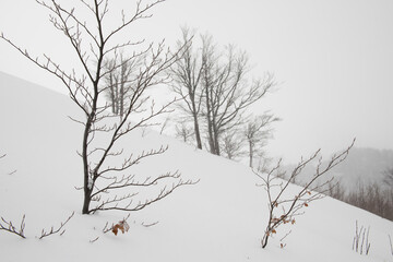 Fototapeta na wymiar Snow-white trees in white hoarfrost. Winter landscape during a snow storm. 