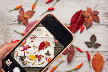 Hand with phone photographing autumn still life. Blogging. Photographing process for social media