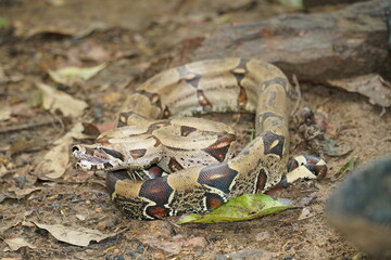 Boa Constrictor snake, wildlife in Amazon rainforest. Near Novo Airao, Amazonas state, Brazil, South America.