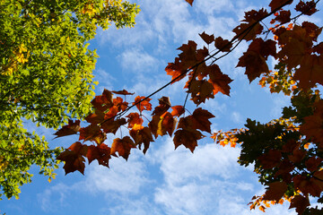 Leaves and sky 