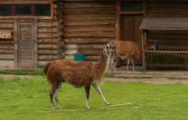 alpaca in the zoo