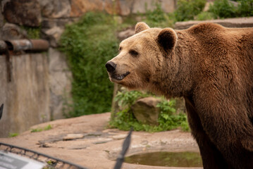 brown bear in the zoo