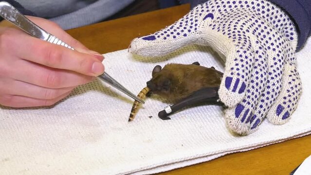 The biologist holds a gloved hand at the rescued ringed bat and feeds it with tweezers to the larva of the beetle. Rescue of bats. Studying Bats