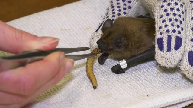 A gloved hand holds a bat on a table and strokes a bat, the other hand with tweezers feeds a bat with a beetle larva. Rescue and wintering of bats