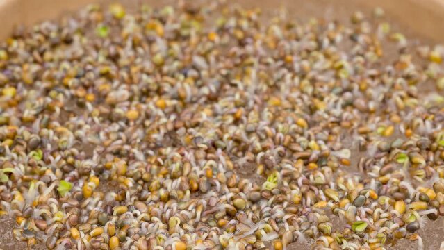 4K Time Lapse of Arugula sprouts microgreens growing - macro shot. Germinating seeds for micro greens. Sprouts of edible plants timelapse - top view, rotating. Healthy food. Home gardening. Eco farm.