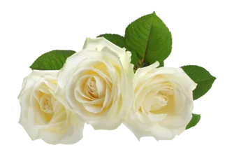 Gordijnen PNG three white roses isolated on transparent © Liliia
