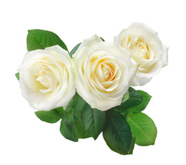 PNG three white roses isolated on transparent.