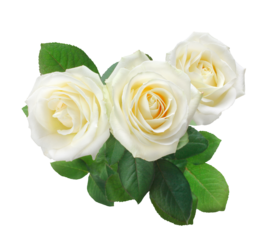 PNG three white roses isolated on transparent.