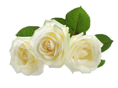 PNG three white roses isolated on transparent