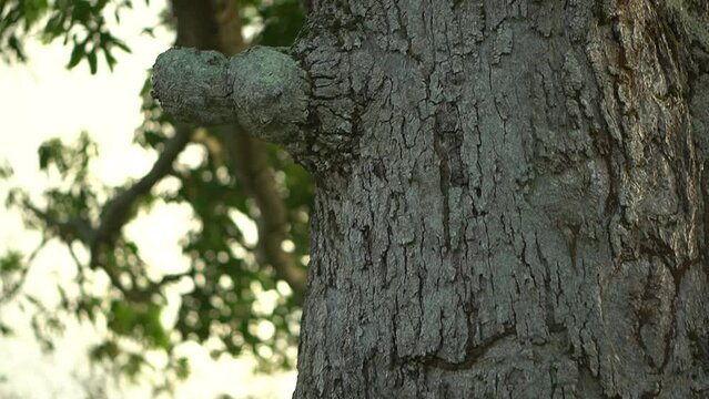 Tronco de un &aacute;rbol grande y bonito con ruinas de fondo en atardecer