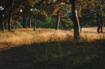 Fototapeta premium Autumn in the park