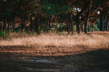 Forest in the morning sun