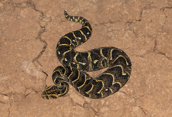 Puff Adder (Bitis arietans)