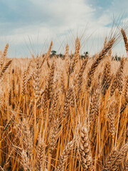 field of wheat
