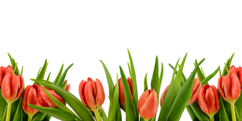 Spring tulips isolated on a transparent background. Copy space